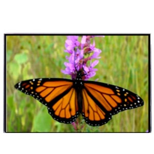 May include: A Monarch butterfly with orange and black wings, perched on a purple flower. The butterfly's wings are spread, showcasing intricate patterns. The background is a blurred mix of green and purple.