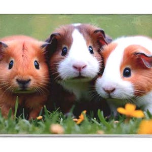 2 Full Years 2026 2027 Pocket Calendar Choice of Cute Animal Planner Free Notepad