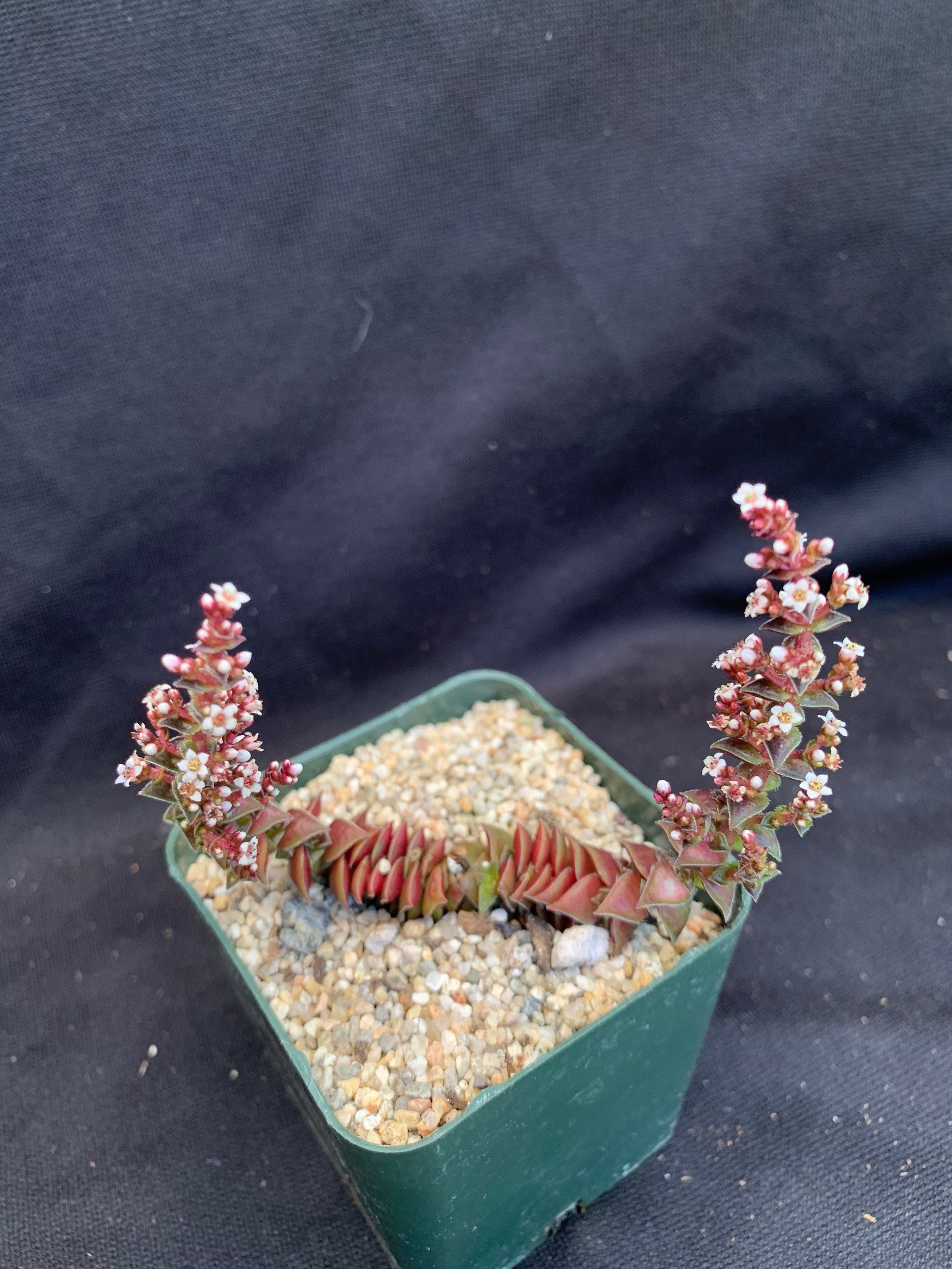 Crassula Tabularis Rare Stacked Succulents 4 Pagoda Village Crassula Tabularis Rare Stacked Succulents 4 Pagoda Village