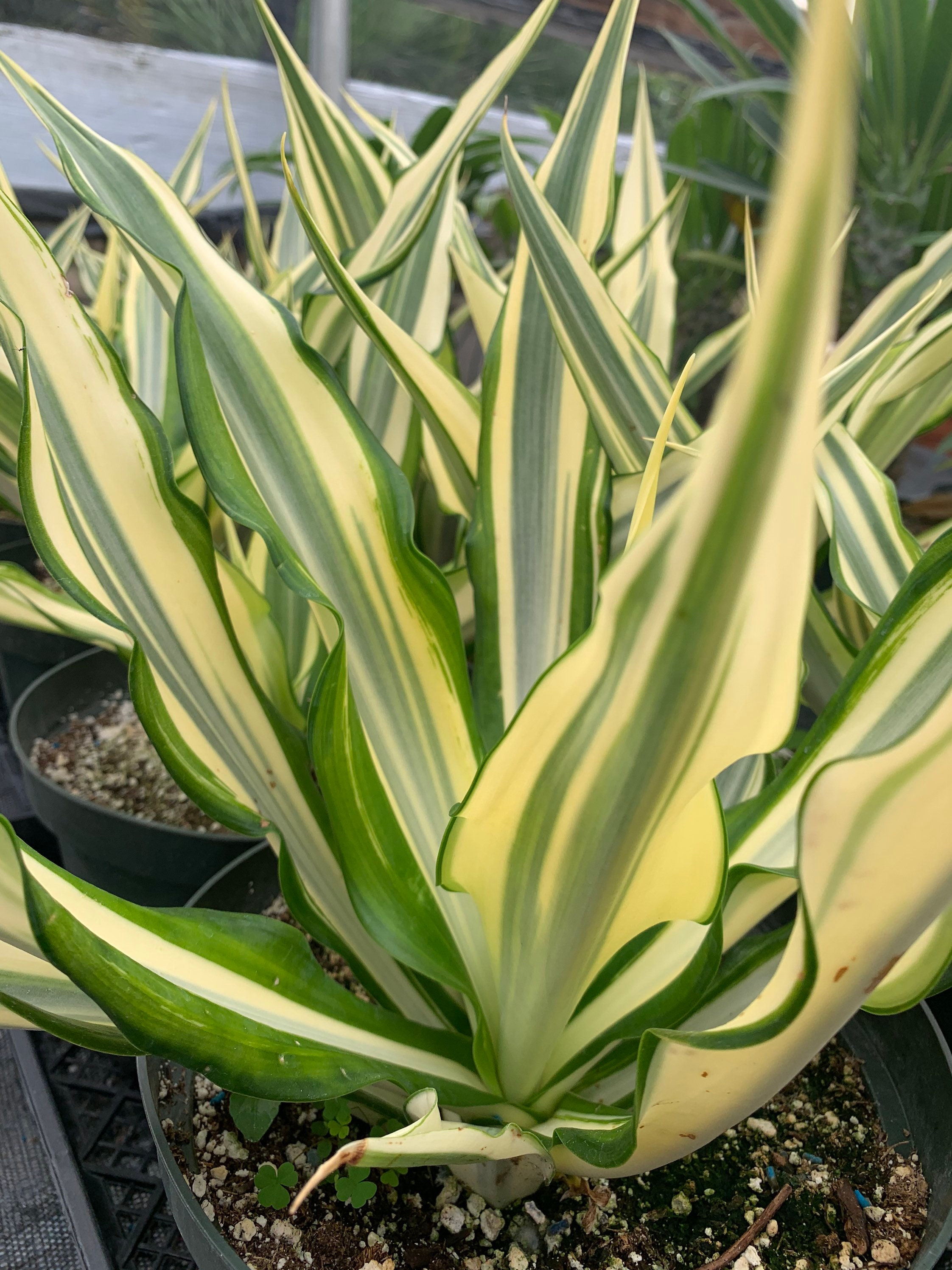 Furcraea Foetida mediopicta variegated False Agave Rare - Etsy