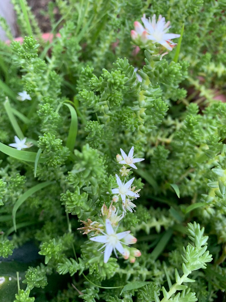 Sedum moranense | Etsy