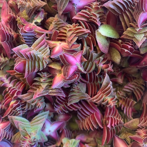Crassula corymbulsa “Caput Minima” - Rare Succulent
