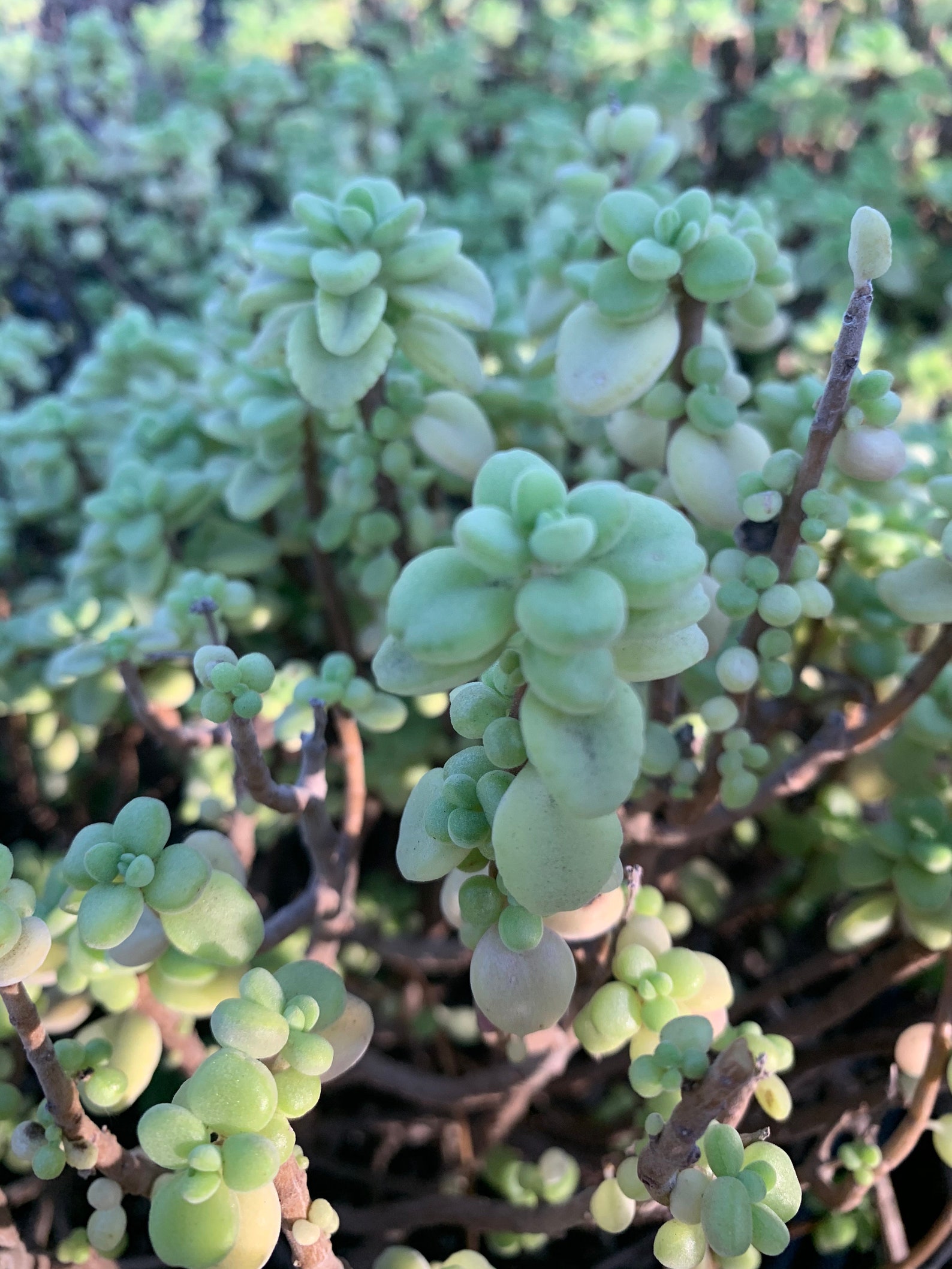 Plectranthus Socotranus 'mint of Socotra' Etsy