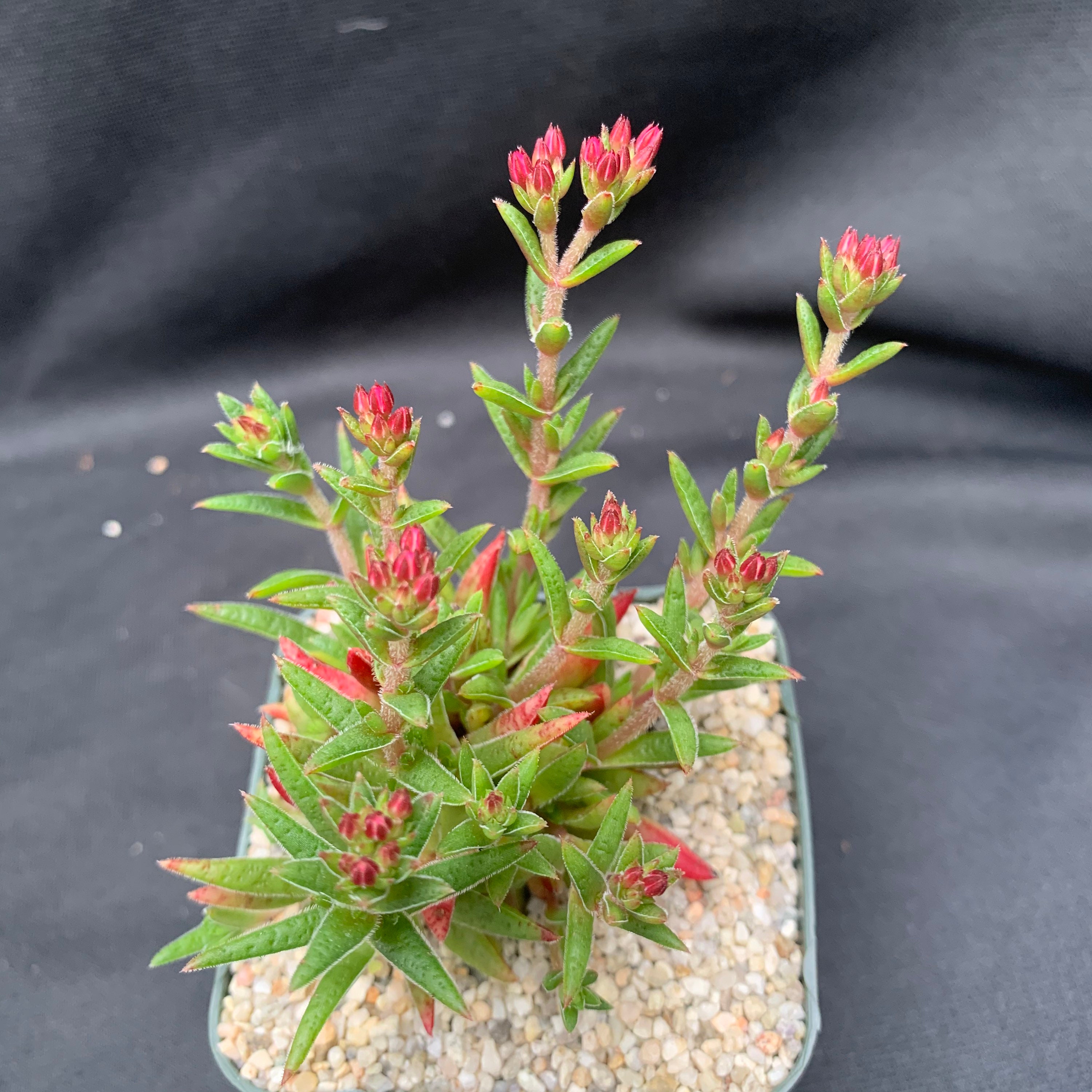 Crassula exilis subsp. Schmidtii | Etsy Nederland