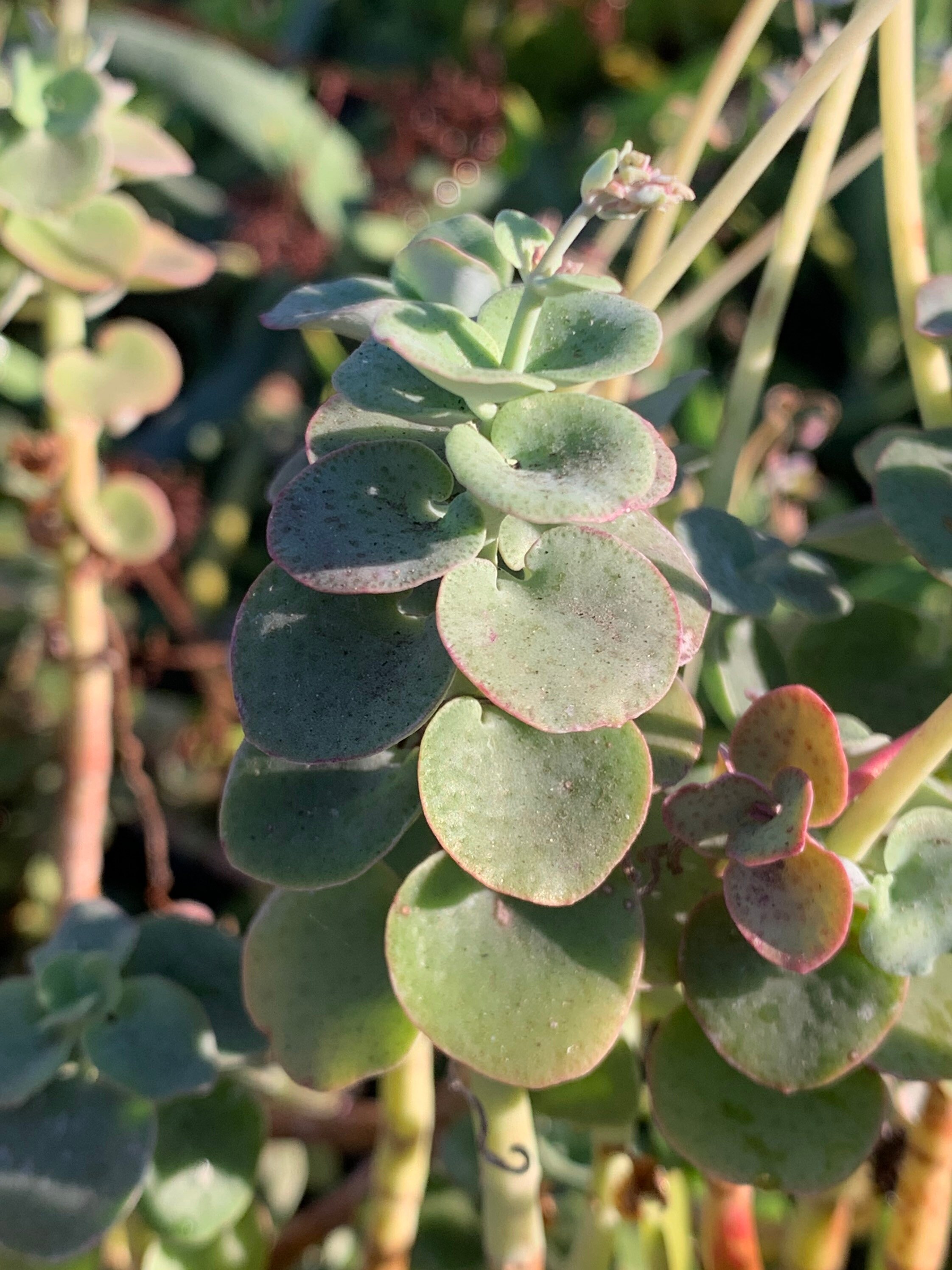 Crassula cordata 'Minature' Rare Succulent Etsy.de