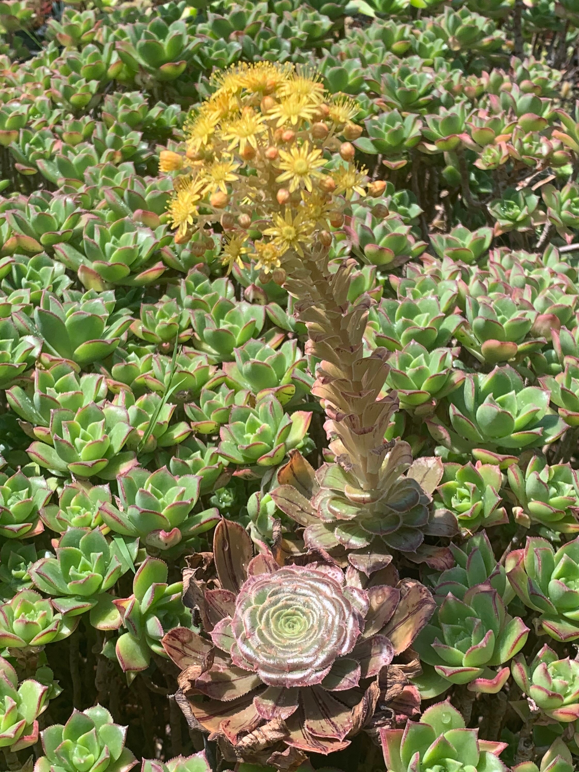 Aeonium Arboreum Rubrolineatum Brown Rare Succulent - Etsy