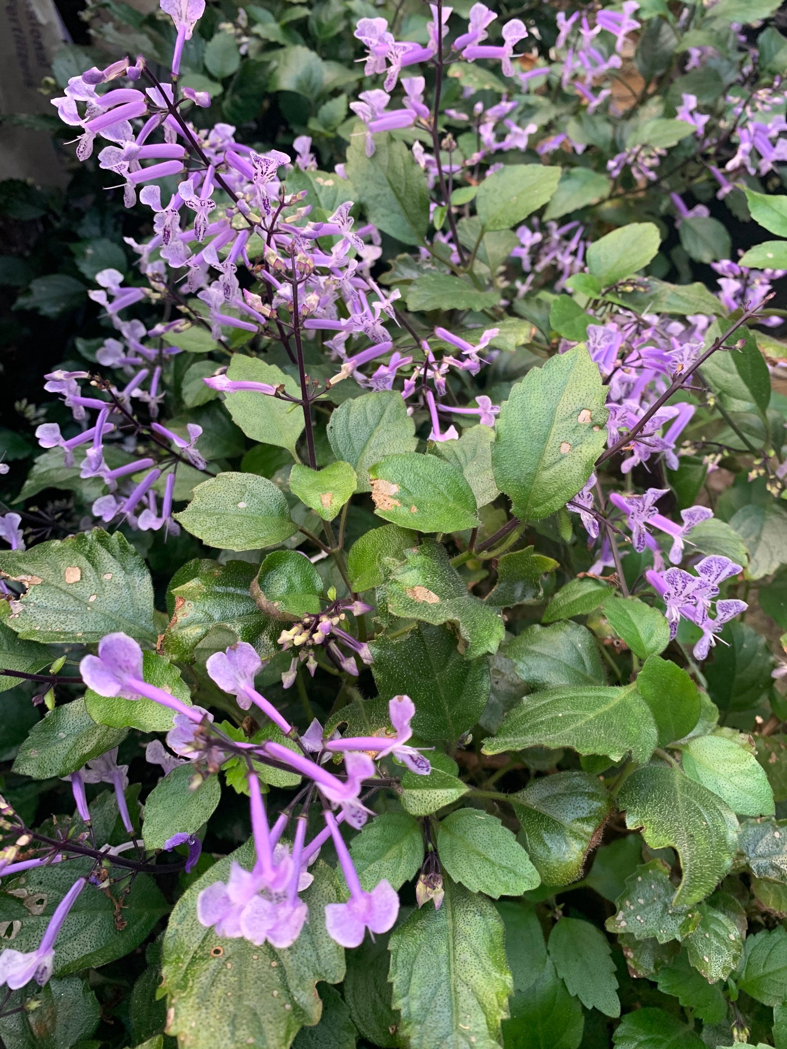 Plectranthus 'mona Lavender' Etsy