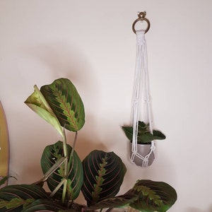 May include: A white macrame plant hanger with a brass ring at the top, hanging from a white wall. A green plant with red veins is in a grey pot inside the hanger.