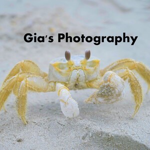 Crab Photo