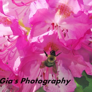 Bee in a Rhododendron Flower Photo