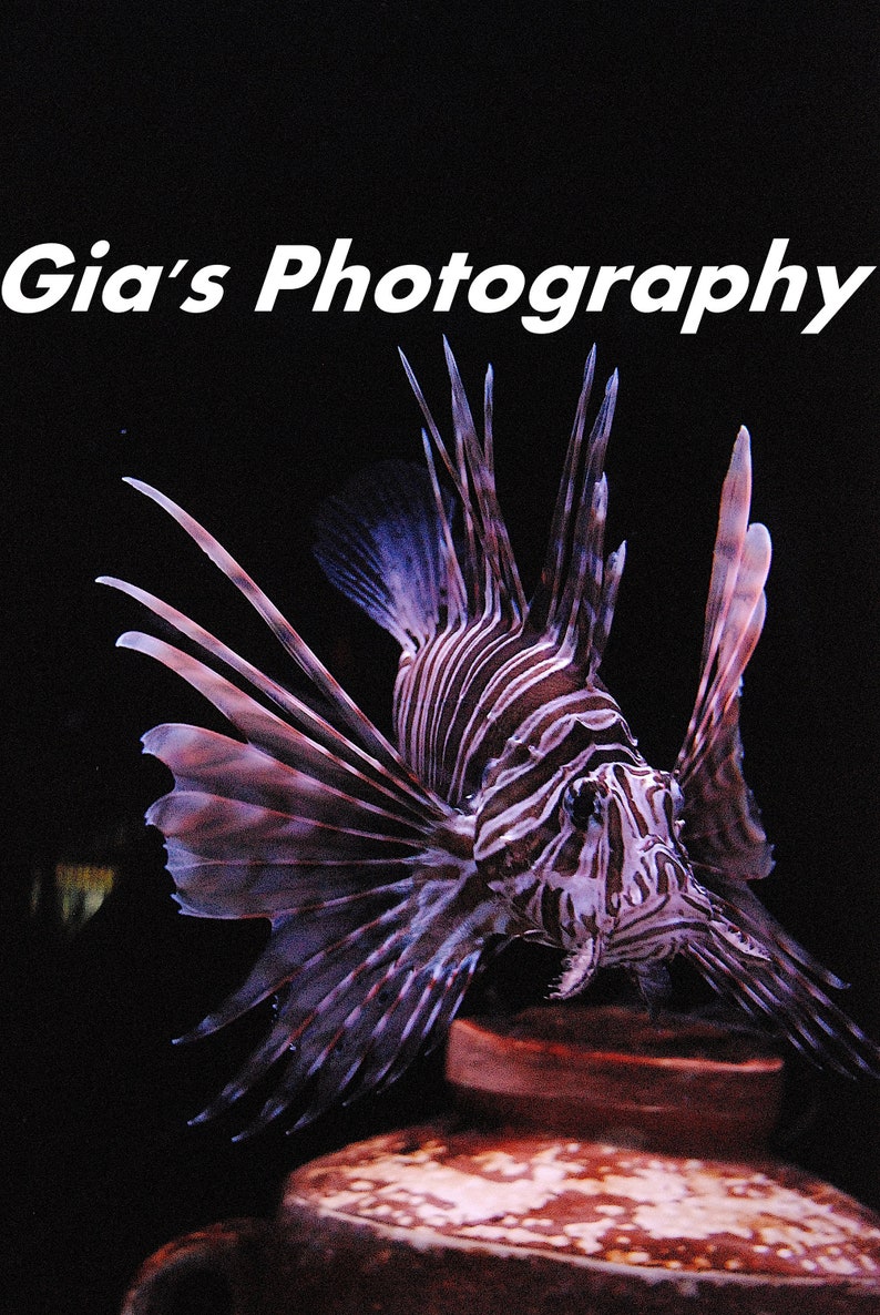 Download Visual Arts Lion Fish Photo Craft Supplies Tools