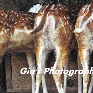 Deer Photo