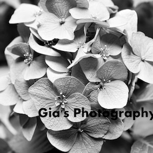 Hydrangea Flower Photo