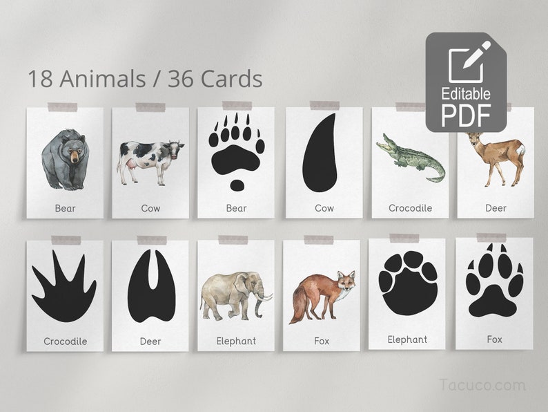 Animal Tracks Cards Editable Flashcards - Etsy