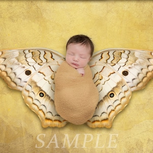 Yellow Woodland Moth Newborn Digital Backdrop