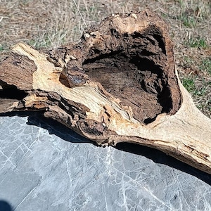 Op de afbeelding: Een stuk verweerd drijfhout met een grote, uitgeholde holte in het midden. Het hout vertoont een mix van lichtbruine, beige en donkerbruine tinten met een ruw, getextureerd oppervlak dat natuurlijke nerven en diepe, donkere spleten laat zien.