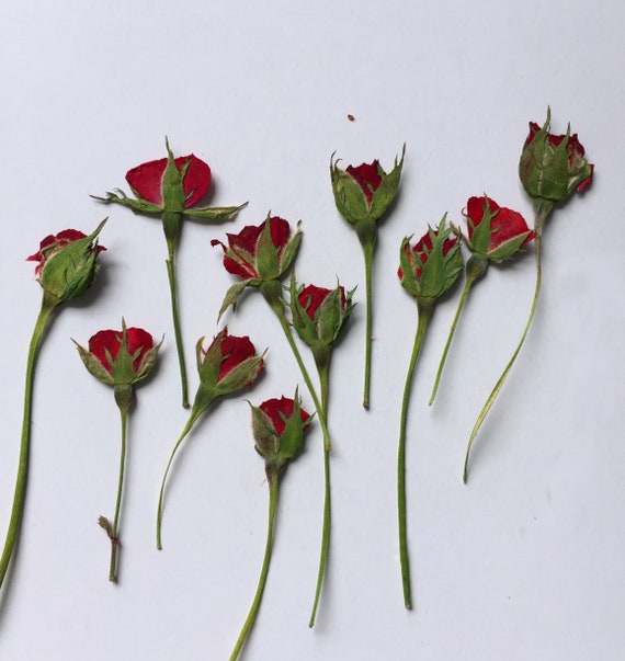10 Pieces Dried Pressed Flowers Real Rose DIY Handmade Bracelet Resin Crafts