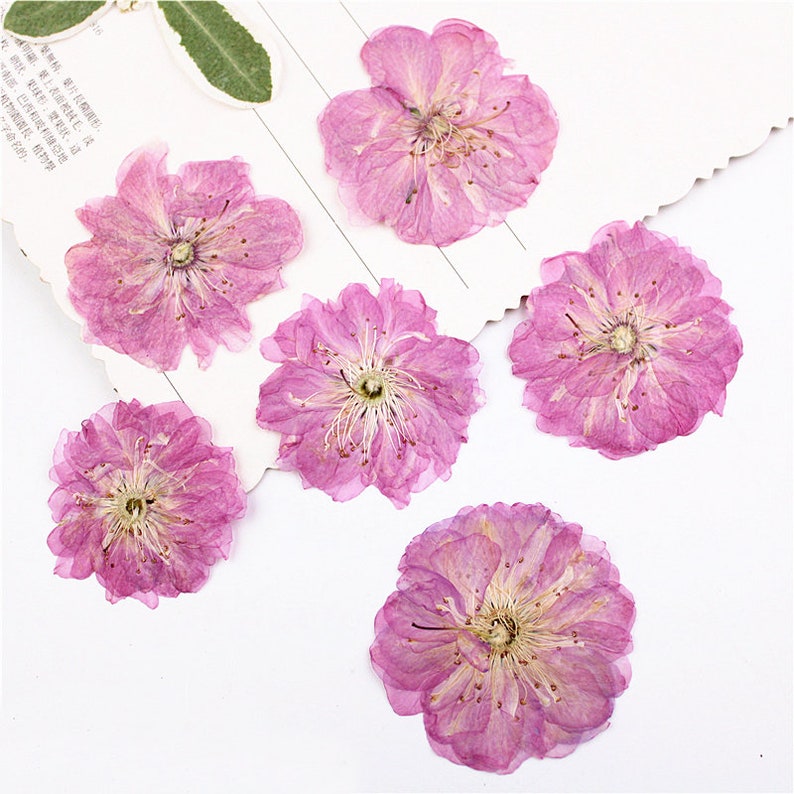 10 Pieces Dried Flowers DIY Resin Craft Fillers Pressed Etsy
