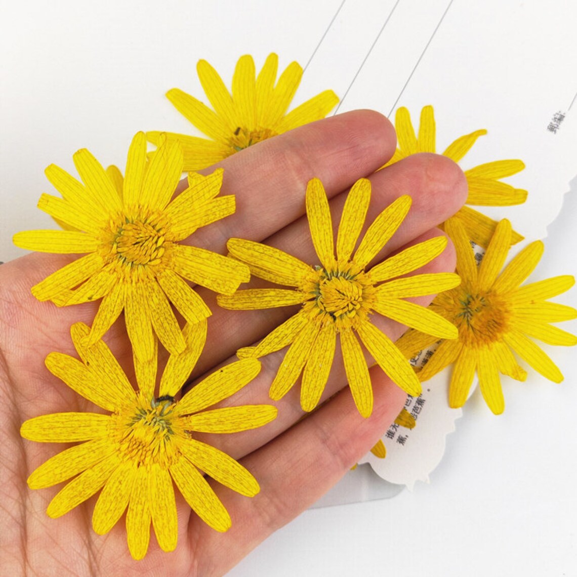 8 Pcs Dried Daisy DIY Resin Craft fillers Pressed Flowers | Etsy