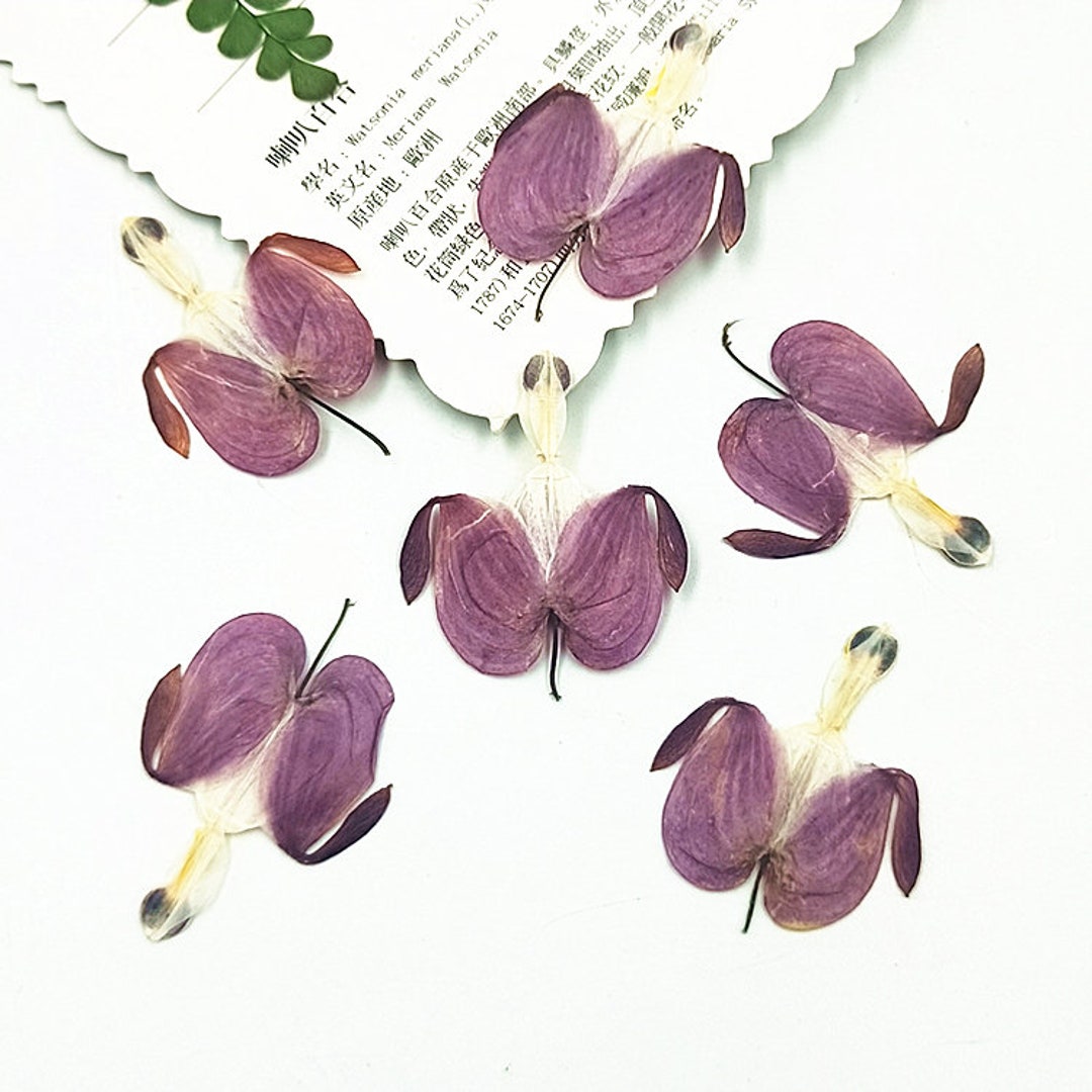 12 Pcs Dried Flowers DIY Resin Craft Fillers Pressed Flowers Slime Fillers Resin  Fillers Jewelry Craft Glass Ball Filler Crafts DJ_F_231 