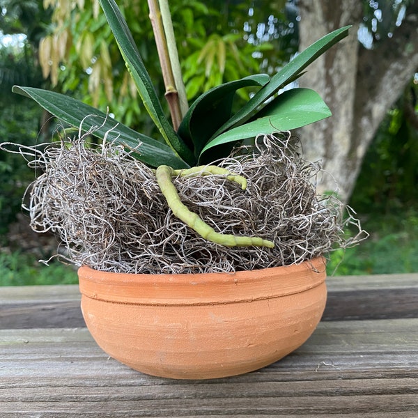 Handmade miniature terracotta planter bowl w/ drainage hole, handmade terracotta plant dish, clay unglazed plant pot. Hole for Root Health.