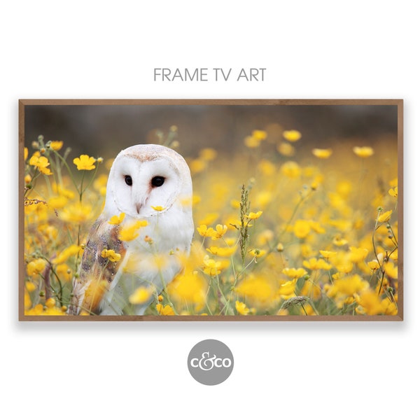 Frame TV Art Bird | Photo of a Barn Owl in the Summer for the Samsung Frame TV 4k | nature photography | digital download