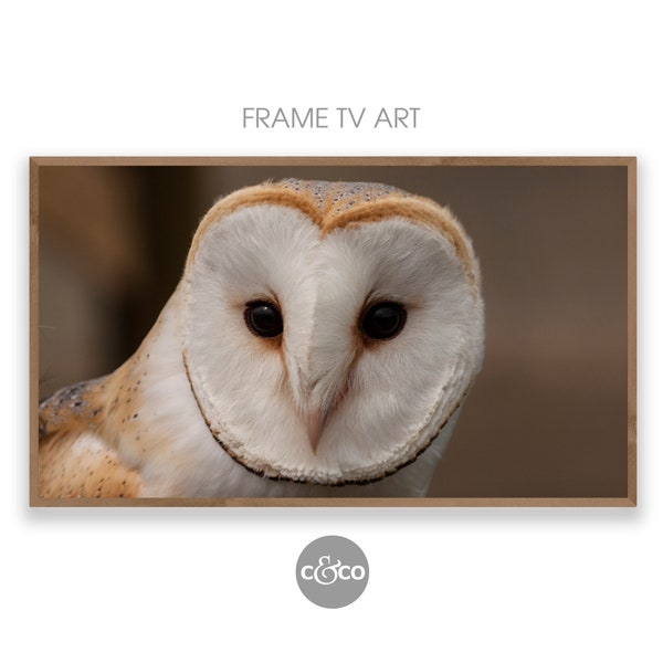 Frame TV Nature | Photo of a Barn Owl for the Samsung Frame TV | art photography | bird of prey | brown | Frame tv art 4k | digital download