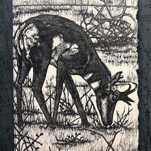 Pronghorn Card