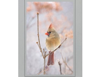 Female Red Cardinal Photo Note Cards; Handmade note cards; Nature photo card; 4x6 print in 5x7 blank note card; Frameable in 5x7; B112