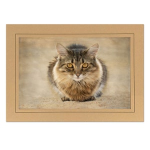 Cat Photo Note Card; Brown Tabby Cat; Handmade card; Rescue cat mom; Furr mama; 4x6 print in 5x7 blank greeting card; Frameable in 5x7; A003