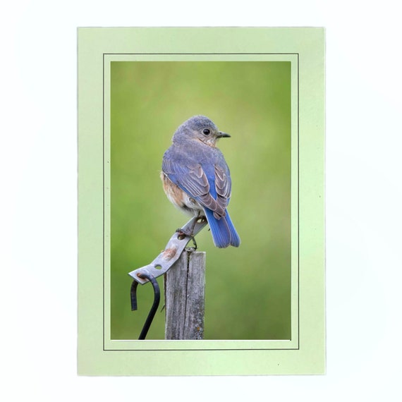Gosling Photo Note Card; Handmade baby bird cards; Nature photo card; 4x6 print in 5x7 blank note card; Frameable in 5x7; B090