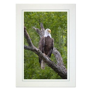 Bald Eagle Photo Note Card; Eagle Photography; American Eagle greeting card; Bald eagle art; 4x6 print in 5x7 blank card; Frameable; B143
