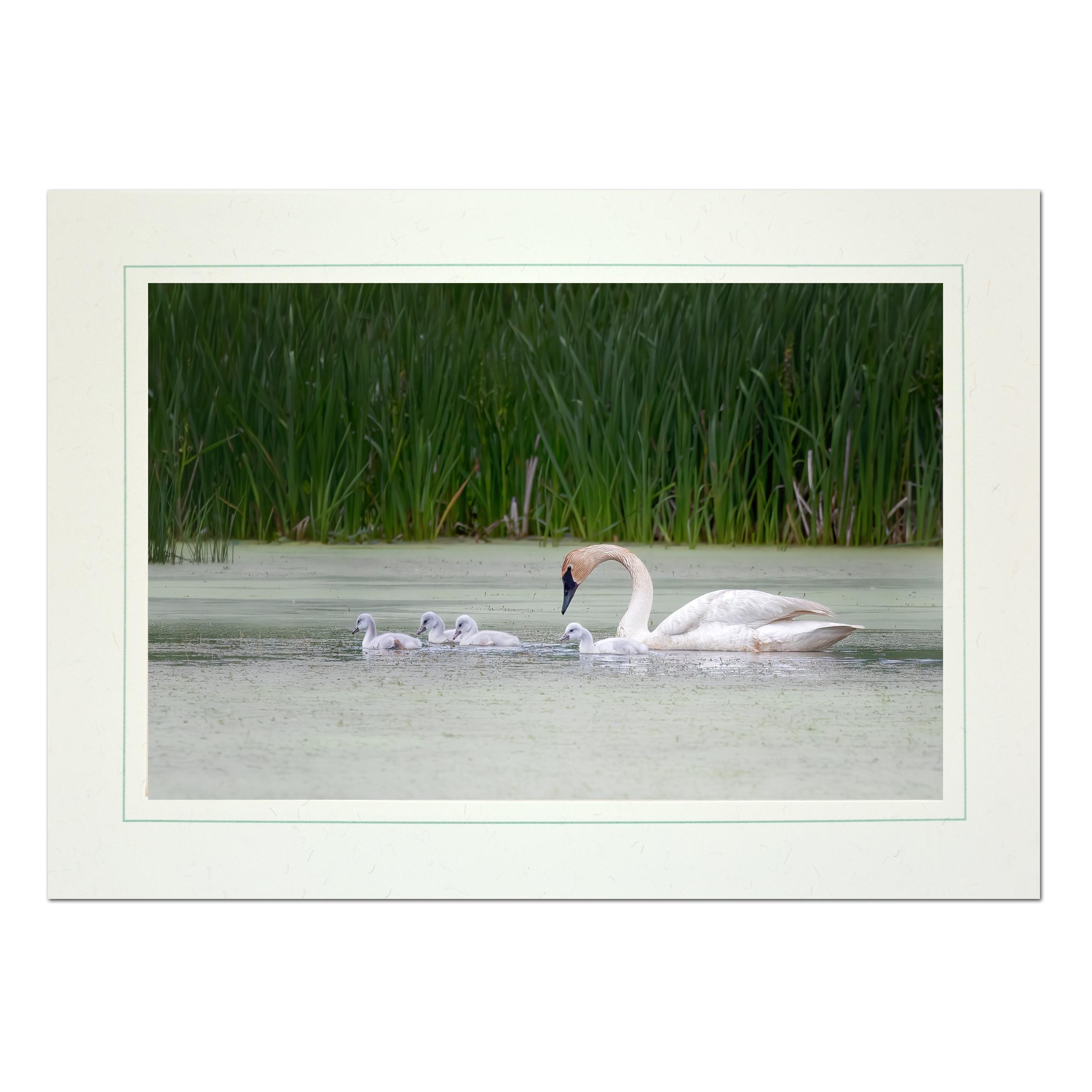 Trumpeter Swan & Cygnets Photo Note Card; Swan Greeting Card; Mother's ...