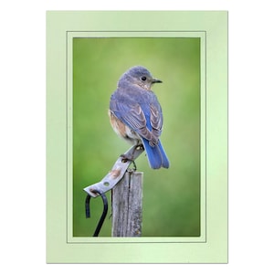Bluebird on Post Photo Note Card; Handmade blue bird cards; Nature photo card; 4x6 print in 5x7 blank note card; Frameable in 5x7; B094