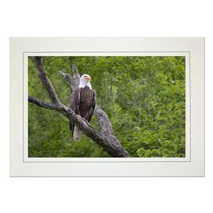 Bald Eagle Photo Note Card; Eagle Photography; American Eagle greeting card; Bald eagle art; 4x6 print in 5x7 blank card; Frameable; B142