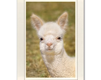 Whimsical Alpaca Photo Note Cards; Baby Alpaca note card; Nature photo card; 4x6 print in 5x7 blank note card; Frameable in 5x7; Custom A009