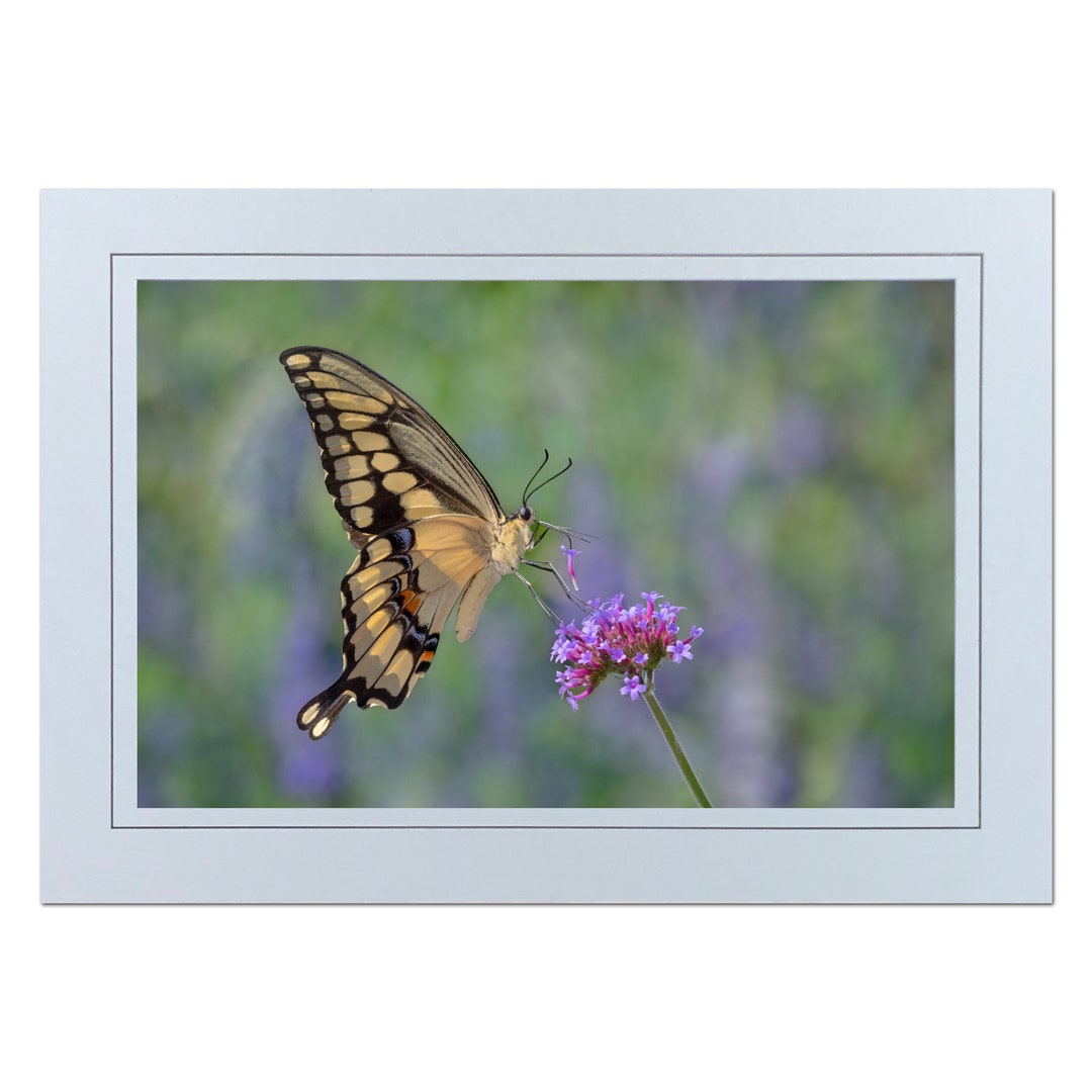 Butterfly Photo Note Card; Swallowtail Photo Greeting Card; Handmade ...