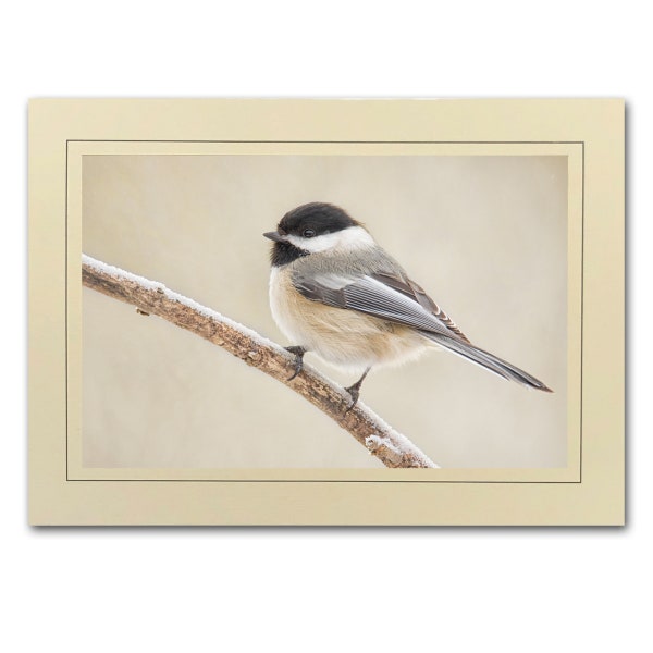 Black-capped Chickadee Photo Greeting Card; Chickadee Card; Handmade Nature photo card; 4x6 print in 5x7 blank note card; Frameable ; B077