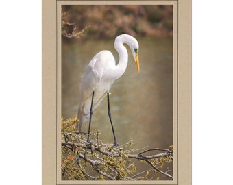 May include: A white egret with a long, yellow beak and green eyes stands on a branch of a tree. The egret is perched on a branch with brown and green leaves. The background is a blurry image of a body of water.