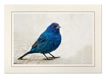 Indigo Bunting Photo Note Cards; Blue Bird Blank Photo Greeting Card; Handmade; Custom-made; 4x6 print in 5x7 blank card; Frameable; B057