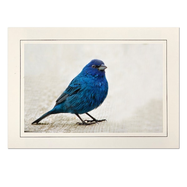 Indigo Bunting Photo Note Cards; Blue Bird Blank Photo Greeting Card; Handmade; Custom-made; 4x6 print in 5x7 blank card; Frameable; B057