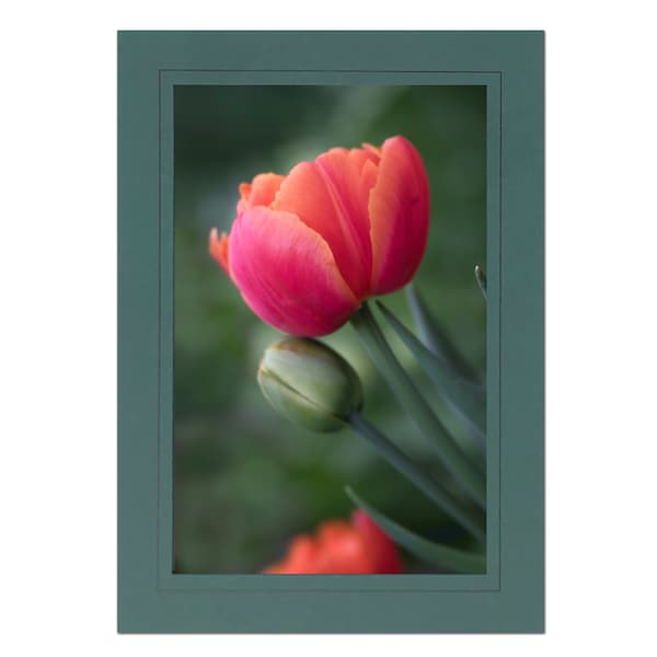 Tulip Photo Note Card; Tulip Greeting Card; Spring Flower Card; Mayo Clinic card ; 4x6 print in 5x7 blank note card; Frameable; Custom; F045
