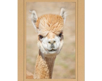 Whimsical Alpaca Photo Note Cards; Cute Alpaca note card; Nature photo card; 4x6 print in 5x7 blank note card; Frameable in 5x7; Custom A008