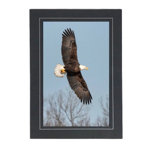 Bald Eagle Photo Note Card; Flying Eagle Photography; American Eagle; Bald eagle wall art; 4x6 print in 5x7 blank card; Frameable; B117