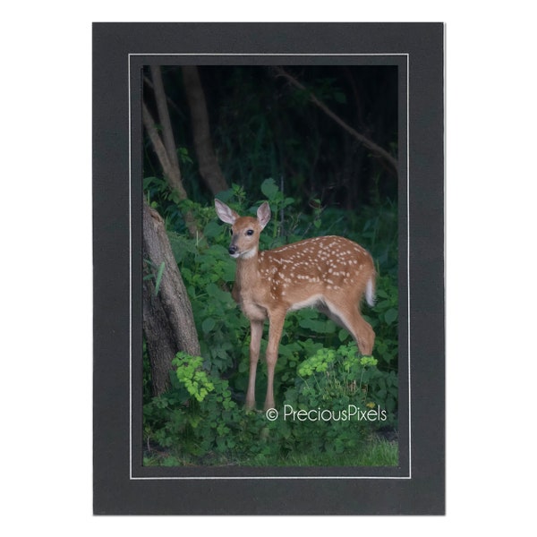 Fawn Photo Note Cards; Handmade nature note card; Fawn print; Frameable white-tail deer print; 4x6 print in 5x7 blank note card; Custom A012