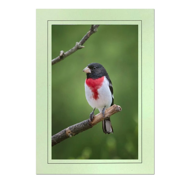 Rose-breasted Grosbeak Photo Note Card; Handmade note cards; Nature photo card; 4x6 print in 5x7 blank greeting card; Frameable;  B114