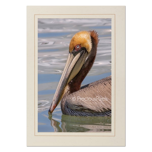 Brown Pelican Photo Note Card; Pelican photo card; Louisiana state bird; 4x6 print in 5x7 blank greeting card; Frameable greeting;  B124