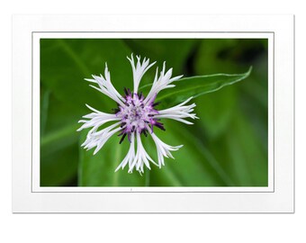 Bachelor Button Flower Photo Note Card; Fun White Flower Greeting Card; 4x6 print in 5x7 blank card; Macro photography; Custom card; F072