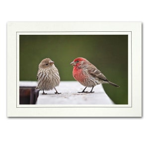 May include: A close-up of two birds perched on a wooden surface. The bird on the left is brown and white, while the bird on the right is a red-breasted finch.