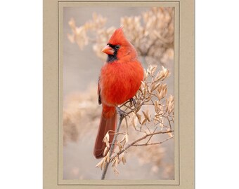 Red Cardinal Photo Note Card; Bird Greeting Card; Red Bird; Handmade; Nature photo; 4x6 print in 5x7 blank card; Custom; Frameable; B148